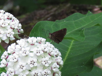 Bell's Roadside-Skipper